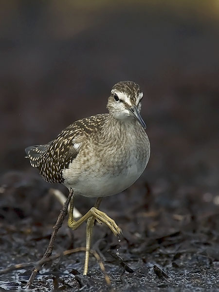Liro, Wood Sandpiper, Tringa glareola